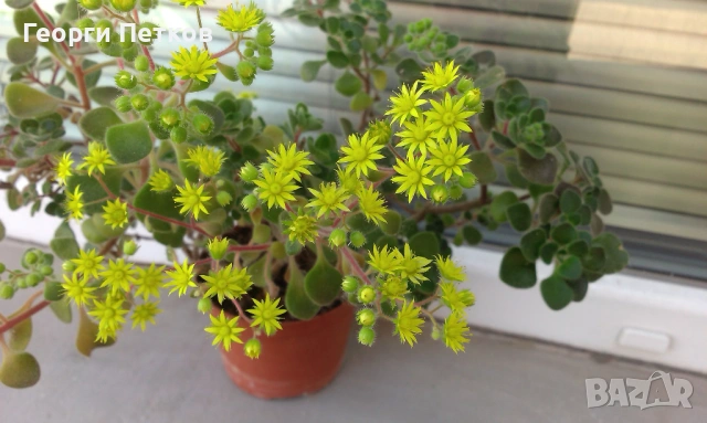 Дървото на Парите (Айхризон), около 25 - 30 см.- 10 €/бр., снимка 4 - Стайни растения - 53993353