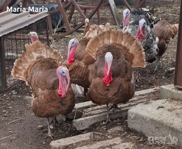 неми патици /юрдечки/, пуйки, снимка 3 - Патици и гъски - 53225761