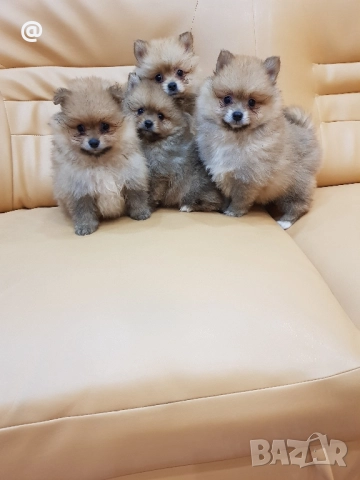 Померан померанчета Гр. София снимки от днес 05.12.2025г, снимка 5 - Померан - 52665938