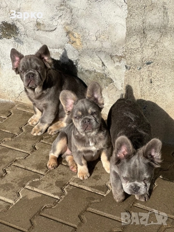 Френски булдог