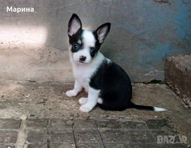 Чихуахуа кученца мъжки и женски, снимка 2 - Чихуахуа - 54144288