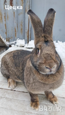 Продавам зайка