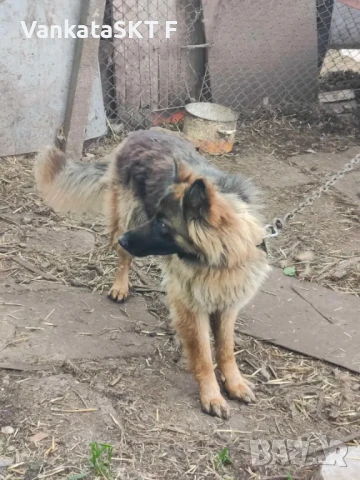 Немска овчарка, снимка 2 - Немска овчарка - 50455994