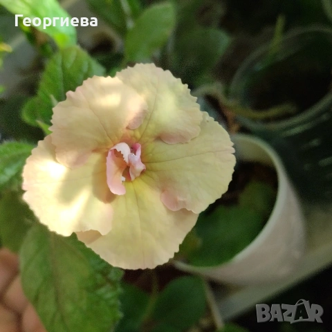 ахименес ризоми комплект , снимка 7 - Стайни растения - 53292597