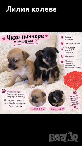чихопинчер готови за новите си семейства родени на 27 .08
