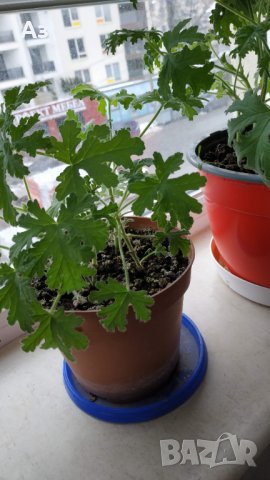 Продавам цветя Индрише (български сорт), снимка 13 - Стайни растения - 35600076