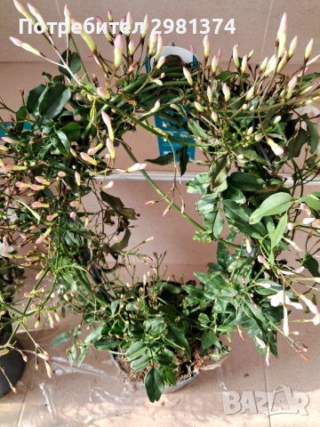 Жасмин (Ароматен-голям), снимка 5 - Градински цветя и растения - 54300380