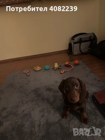 Продавам Мини Дакел Шоколад!, снимка 6 - Дакели - 53264143