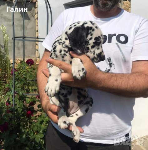 Далматинец,далматин, далматинче, снимка 2 - Далматинец - 36985328