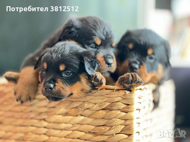 Малки от развъдник Vom house Rilci , снимка 2 - Ротвайлер - 53080649