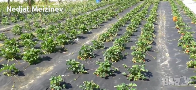 Разсад ягоди, малини и къпини, снимка 12 - Стайни растения - 51199735