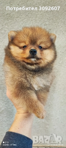 Померан чета мъжки и женски , снимка 4 - Померан - 52646640