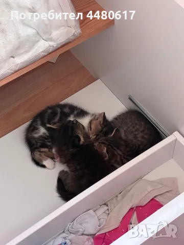 Подарявам котета, снимка 3 - Британска късокосместа - 55963952
