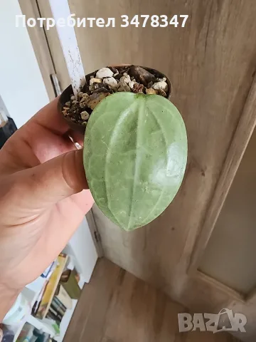 Хоя Latifolia Silver