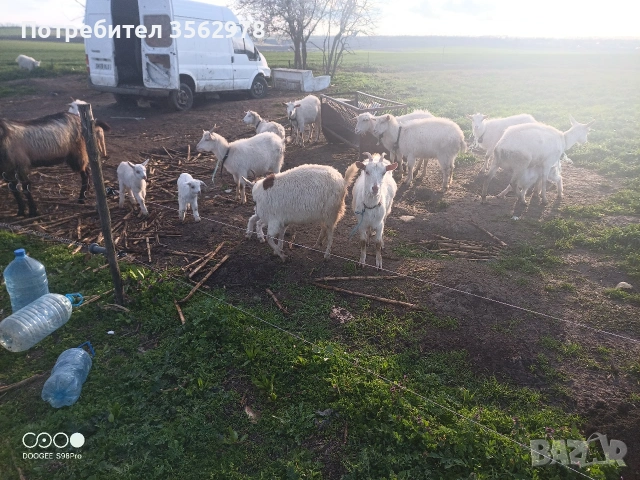 кози ББМ, снимка 5 - Кози - 53983590