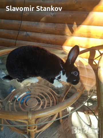 продавам зайци Цика Сребърни и Рексови , снимка 5 - Други - 50803206