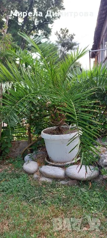 Това е Канарска финикова палма (Phoenix canariensis). , снимка 5 - Градински цветя и растения - 55846239