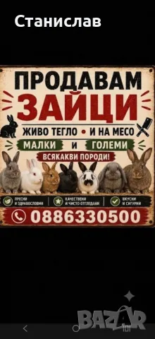 продава зайци от  различни породи