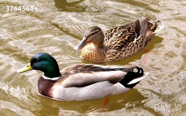 Фотоапарат Canon Power Shot SX130 IS с обектив 28-336 мм (екв. 35 мм) и стабилизация, снимка 5 - Фотоапарати - 52818738