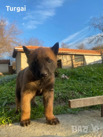 Продавам Белгийски Овчарки, снимка 2 - Белгийска овчарка - 52937808