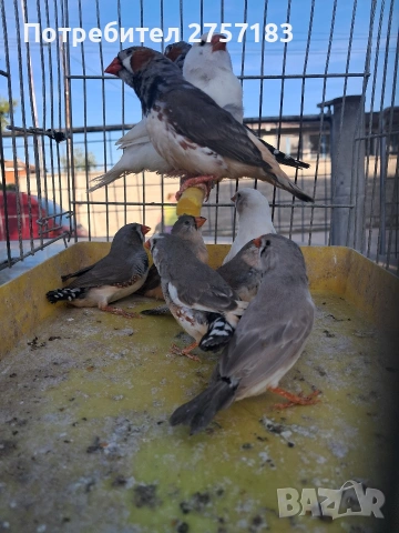 продавам зеброви амадини 2026, снимка 2 - Амадини - 54313788