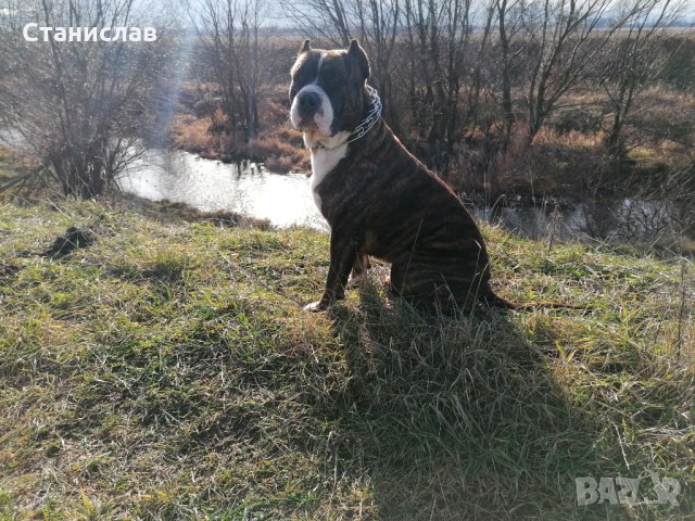 Тигров питбул за разплод ... , снимка 4 - Питбул - 31691648