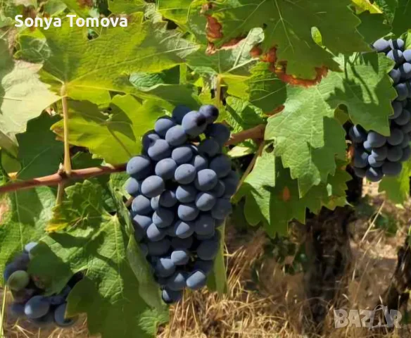 продавам винено грозде сорт Каберне , снимка 3 - Домашни напитки - 56138158
