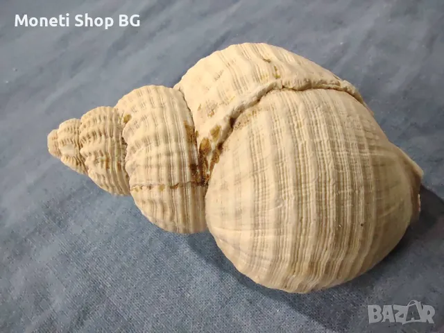 Океански дарове., снимка 4 - Други ценни предмети - 49014543