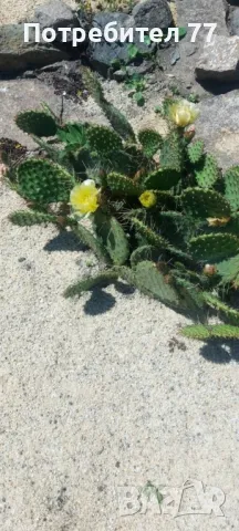 Различни видове студоустойчиви кактуси, снимка 4 - Градински цветя и растения - 48893287