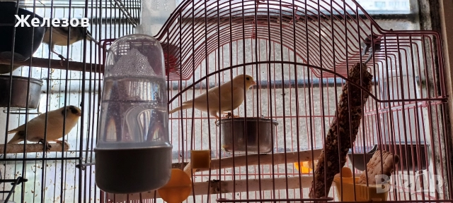 Канари Орфей , снимка 4 - Канари - 52251192