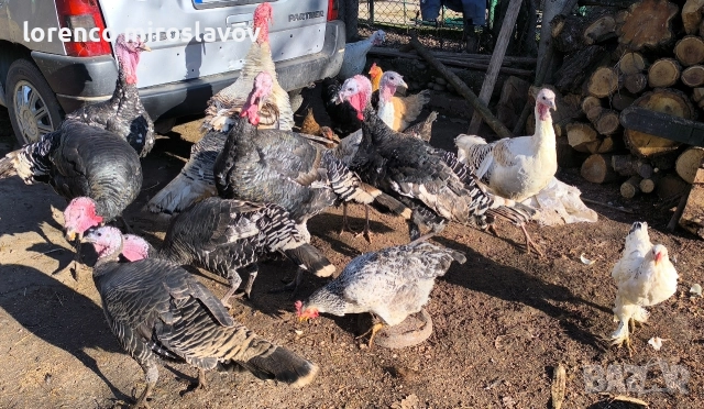 Продавам Пуийки, снимка 8 - Кокошки и пуйки - 52790020