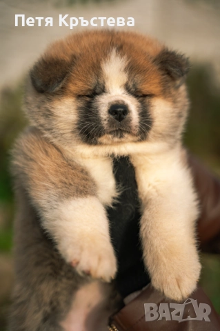 Акита ину бебета, снимка 2 - Акита ину - 52617139