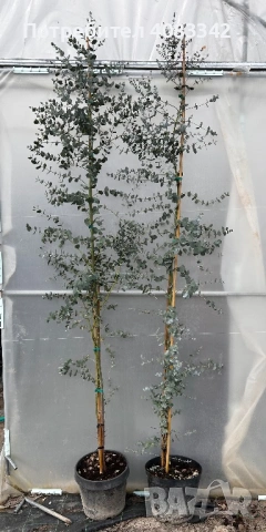 Евкалипт Студоустойчив 