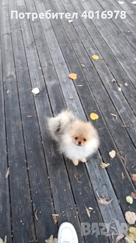 Померан Момиче с Родословие FCI