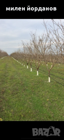 Сурови ядки, снимка 4 - Домашни продукти - 53339694