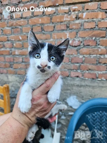 Подарвам котенца, снимка 7 - Други - 56220325