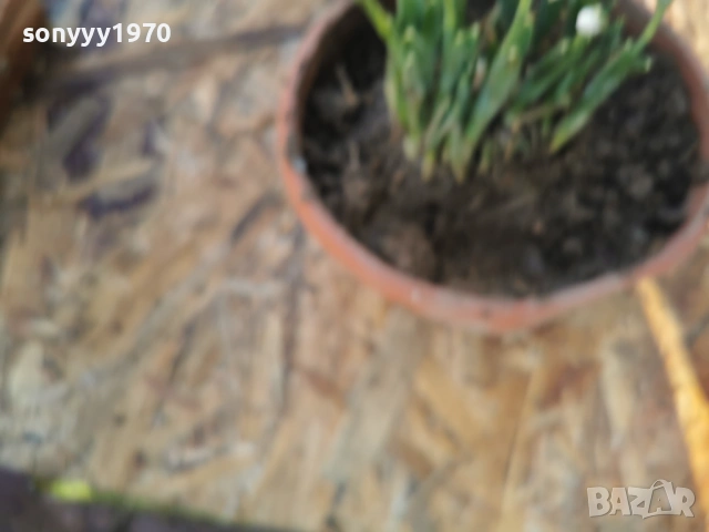 ЕКО КОКИЧЕ-ДОМАШНО 3001261607, снимка 15 - Градински цветя и растения - 53285139