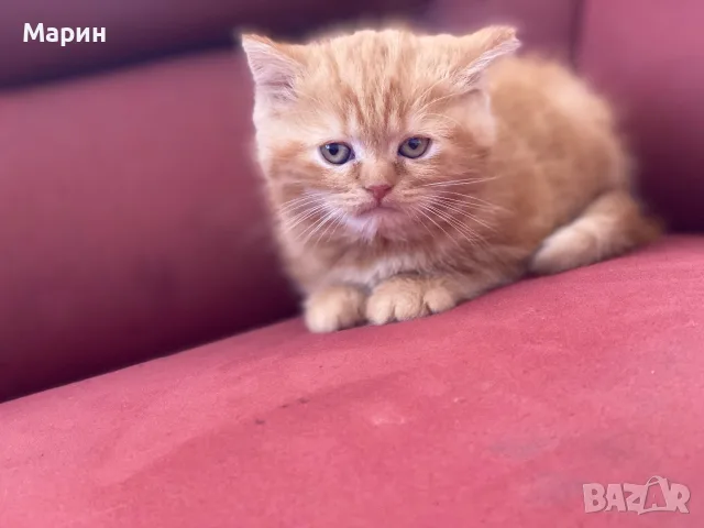 Шотландки котки, снимка 7 - Британска късокосместа - 56245491