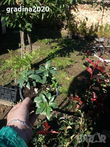 Pachysandra terminalis - Пахисандра, снимка 5 - Градински цветя и растения - 30390748