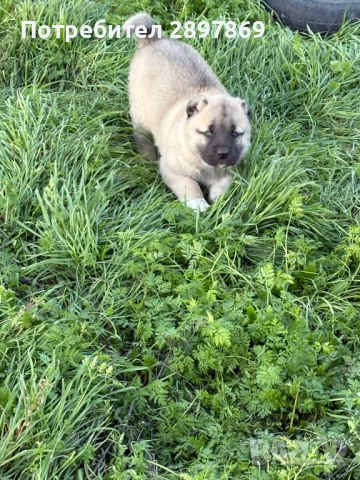 Женско кангалче, снимка 3 - Кангал - 52967468