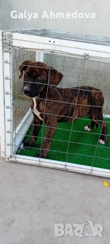 Продавам преса канарио 