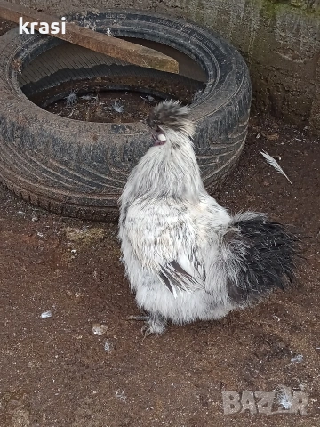 Копринки петлета, снимка 5 - Кокошки и пуйки - 53280544