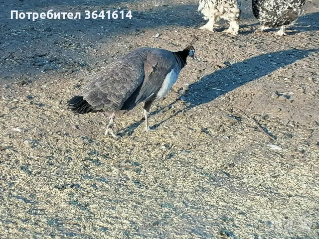 Продавам Пауни чифт, снимка 3 - други­ - 54296314