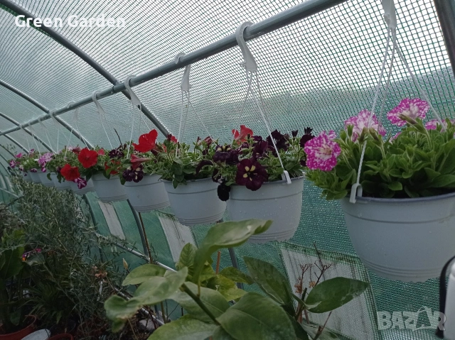 ТОП КАСКАДНИ ПЕТУНИИ, снимка 9 - Градински цветя и растения - 54128212