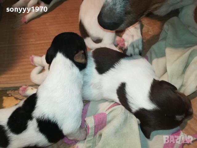 ДЖАК РЪСЕЛ-250ЛВ ЗА СЛАДКО КУТРЕ ПО ИЗБОР 2508251815, снимка 9 - Джак ръсел териер - 51486615