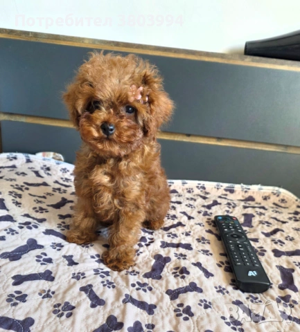 Уникално момиченце Той / Тйи къп пуделче, снимка 4 - Пудели - 54131488