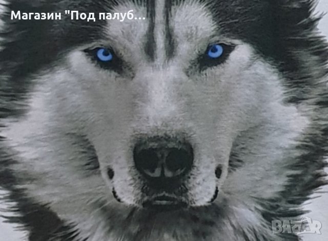 Нова детска тениска с дигитален печат Хъски със сини очи, снимка 2 - Детски тениски и потници - 29902617