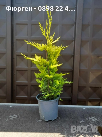Кипарис Лейланди „Gold Rider“ (Златен ездач) Cupressocyparis leylandii ‘Gold Rider’, снимка 3 - Разсади - 52899095