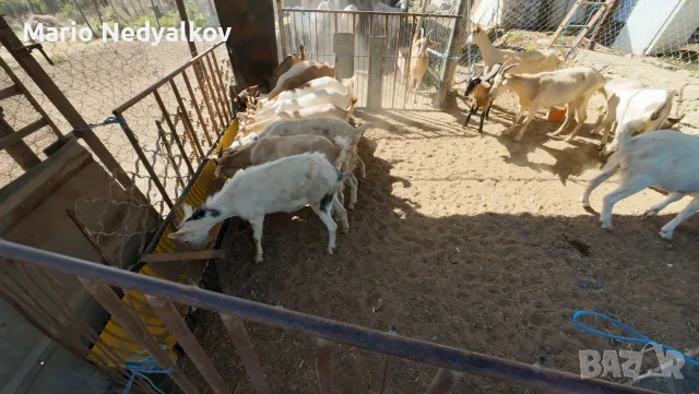 Продавам добре гледани ярета (25-30 кг) – Аксаково, обл. Варна