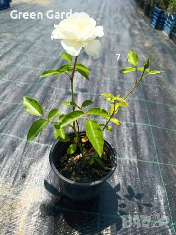 рози , снимка 16 - Градински цветя и растения - 50330660
